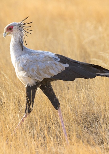 Karani